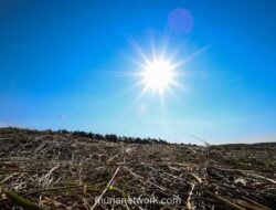 BMKG Peringatkan Puncak Musim Kemarau Kering dan Risiko Karhutla Meningkat