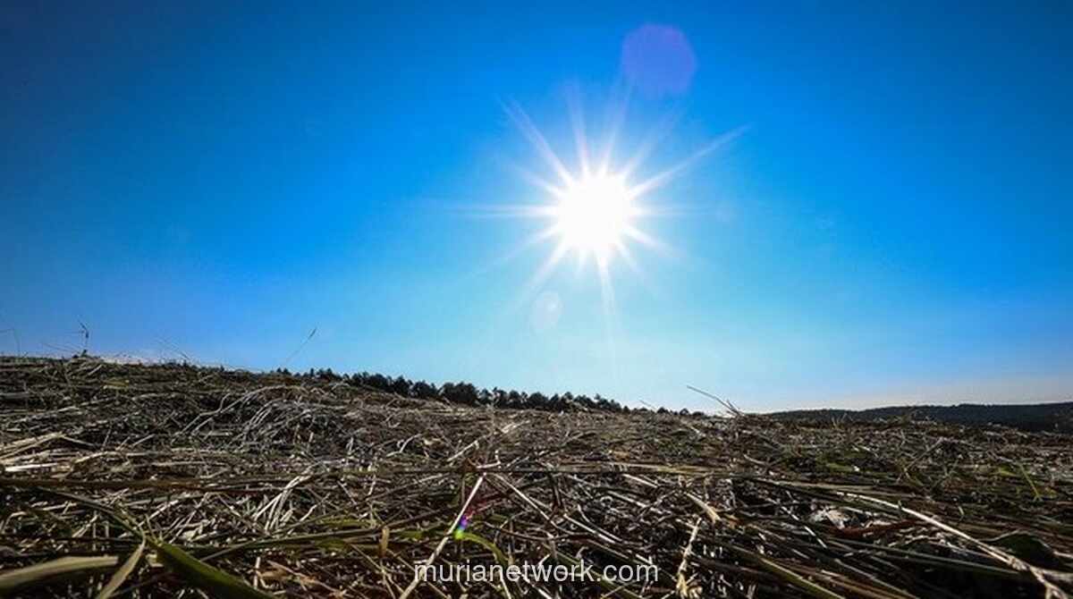BMKG Peringatkan Puncak Musim Kemarau Kering dan Risiko Karhutla Meningkat
