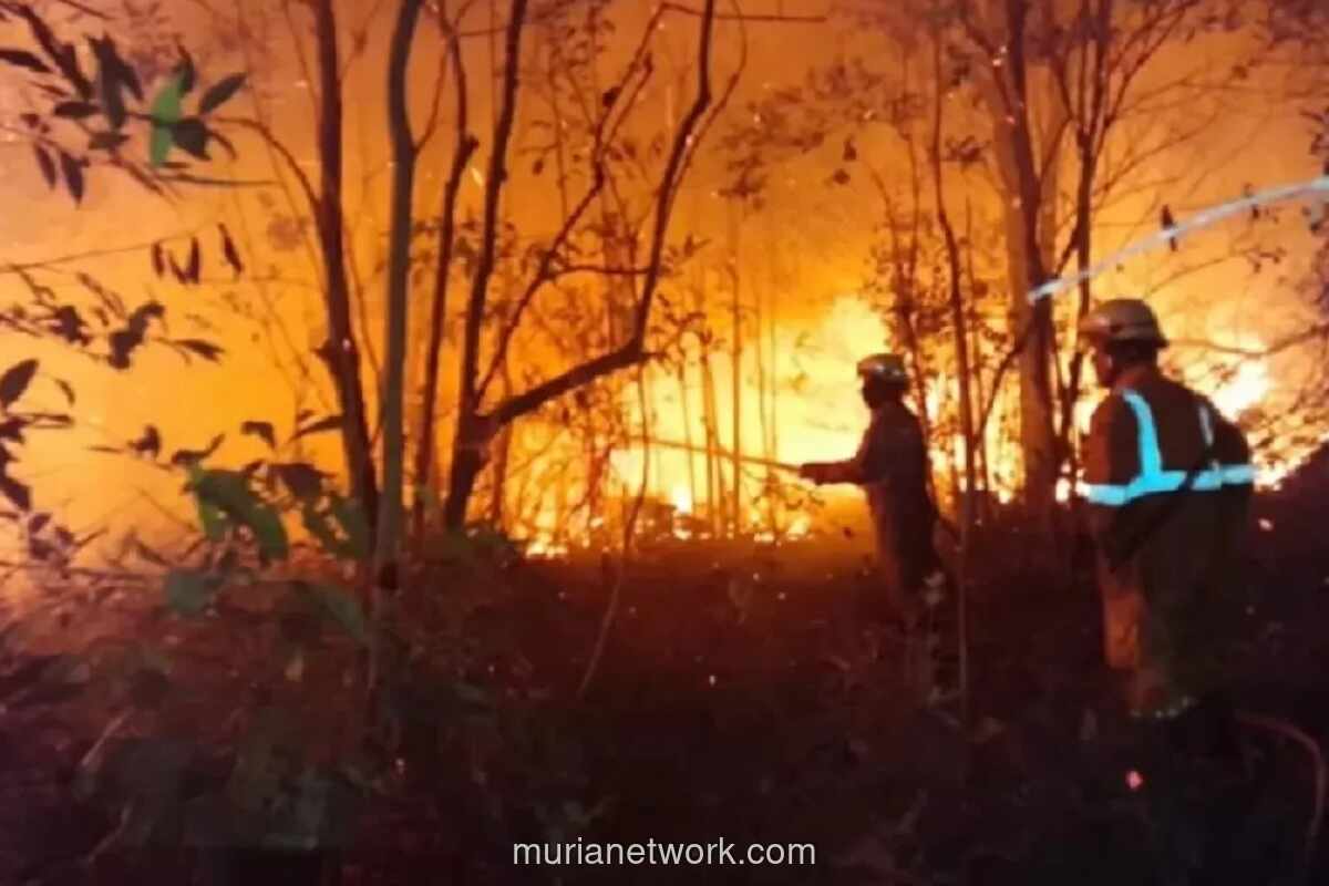 BNPB: Lahan Terbakar di Kalteng Capai 380 Hektare pada 2026