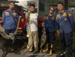 Tiga Biawak Jatuh dari Plafon, Damkar Bogor Evakuasi Selama Satu Jam