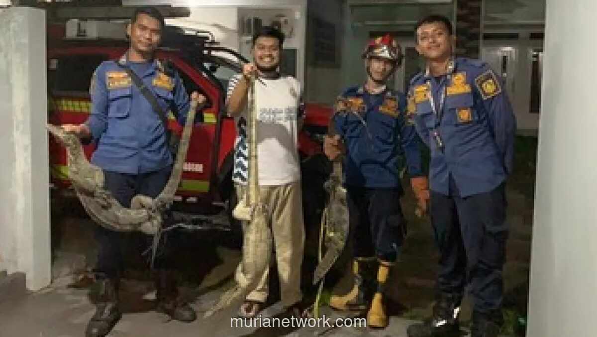 Tiga Biawak Jatuh dari Plafon, Damkar Bogor Evakuasi Selama Satu Jam