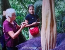 Bunga Bangkai Raksasa Mekar Sempurna di Agam, Pikat Wisatawan Mancanegara