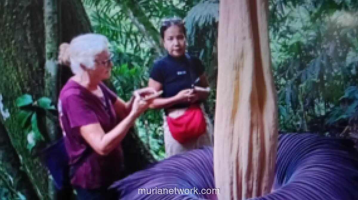 Bunga Bangkai Raksasa Mekar Sempurna di Agam, Pikat Wisatawan Mancanegara