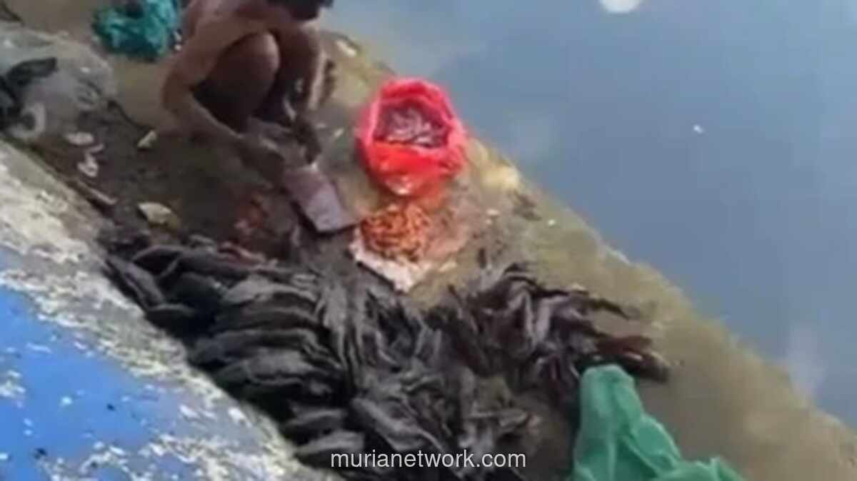 Lima Pria Ditangkap di Ciliwung, Rencana Jual Daging Ikan Sapu-Sapu untuk Siomai Digagalkan