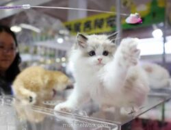 China Perluas Layanan Kereta Cepat untuk Anjing dan Kucing ke 121 Stasiun