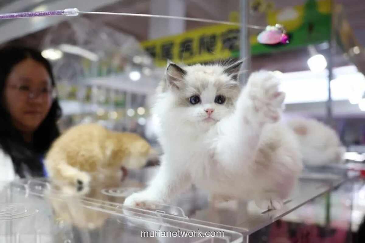 China Perluas Layanan Kereta Cepat untuk Anjing dan Kucing ke 121 Stasiun