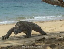Polisi Tangkap Dua Tersangka Pencuri Komodo di Manggarai Timur