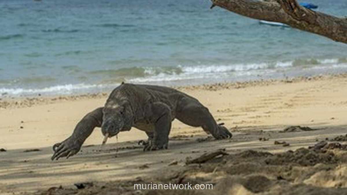 Polisi Tangkap Dua Tersangka Pencuri Komodo di Manggarai Timur