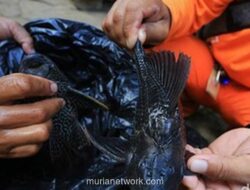 Penangkapan 7 Ton Ikan Sapu-Sapu di Jakarta Jadi Alarm Krisis Ekologi dan Pencemaran Sungai