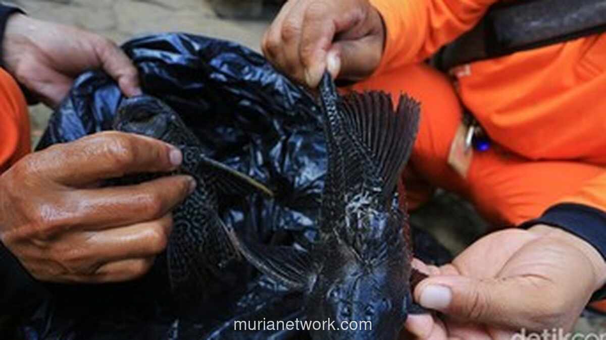 Penangkapan 7 Ton Ikan Sapu-Sapu di Jakarta Jadi Alarm Krisis Ekologi dan Pencemaran Sungai
