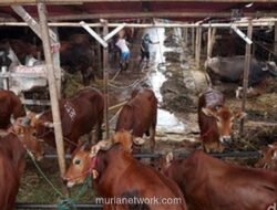 Pemprov Jakarta Siapkan 900 Sapi Kurban untuk Idul Adha 1447 H, Jamin Kualitas dan Layanan Higienis
