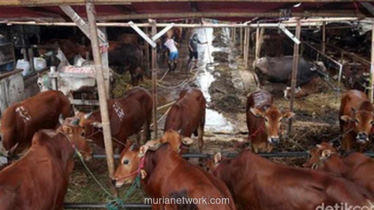 Pemprov Jakarta Siapkan 900 Sapi Kurban untuk Idul Adha 1447 H, Jamin Kualitas dan Layanan Higienis