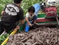 Bupati Sidrap Dorong Warga Manfaatkan Ikan Sapu-Sapu sebagai Pakan Ternak dan Konsumsi, Beda Nasib dengan di Jakarta