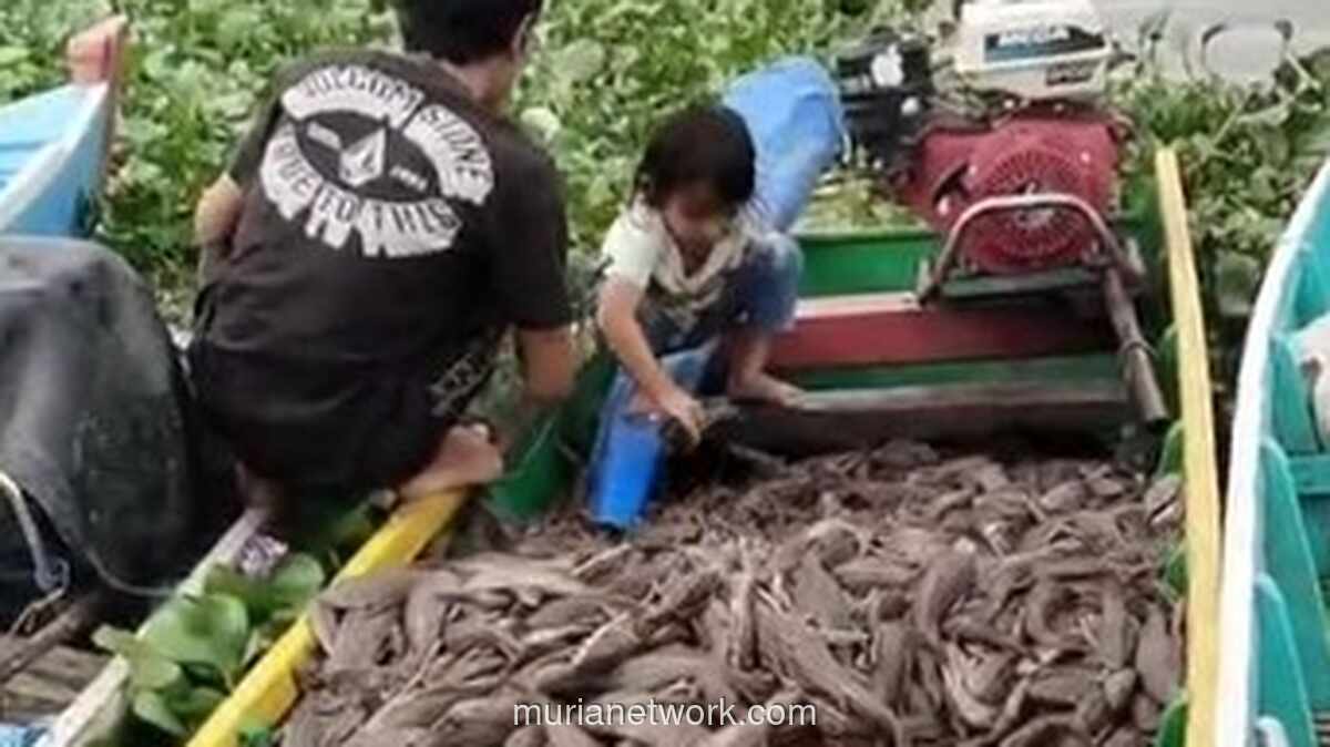 Bupati Sidrap Dorong Warga Manfaatkan Ikan Sapu-Sapu sebagai Pakan Ternak dan Konsumsi, Beda Nasib dengan di Jakarta