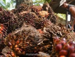 Ketidakselarasan Kebijakan Antar Kementerian Dinilai Jadi Sumber Utama Masalah Tata Kelola Sawit Nasional