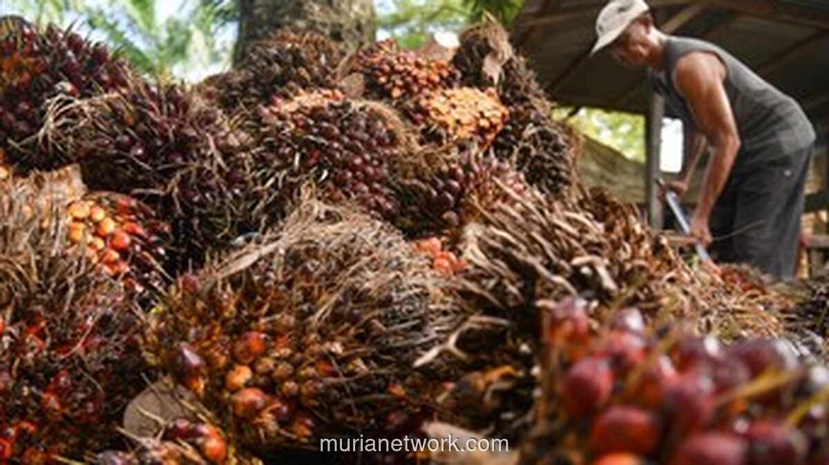 Ketidakselarasan Kebijakan Antar Kementerian Dinilai Jadi Sumber Utama Masalah Tata Kelola Sawit Nasional