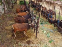 Human Initiative Luncurkan Flash Sale Qurban Rp1,7 Juta per Bagian Sapi, Fokus ke Indonesia Timur dan Afrika