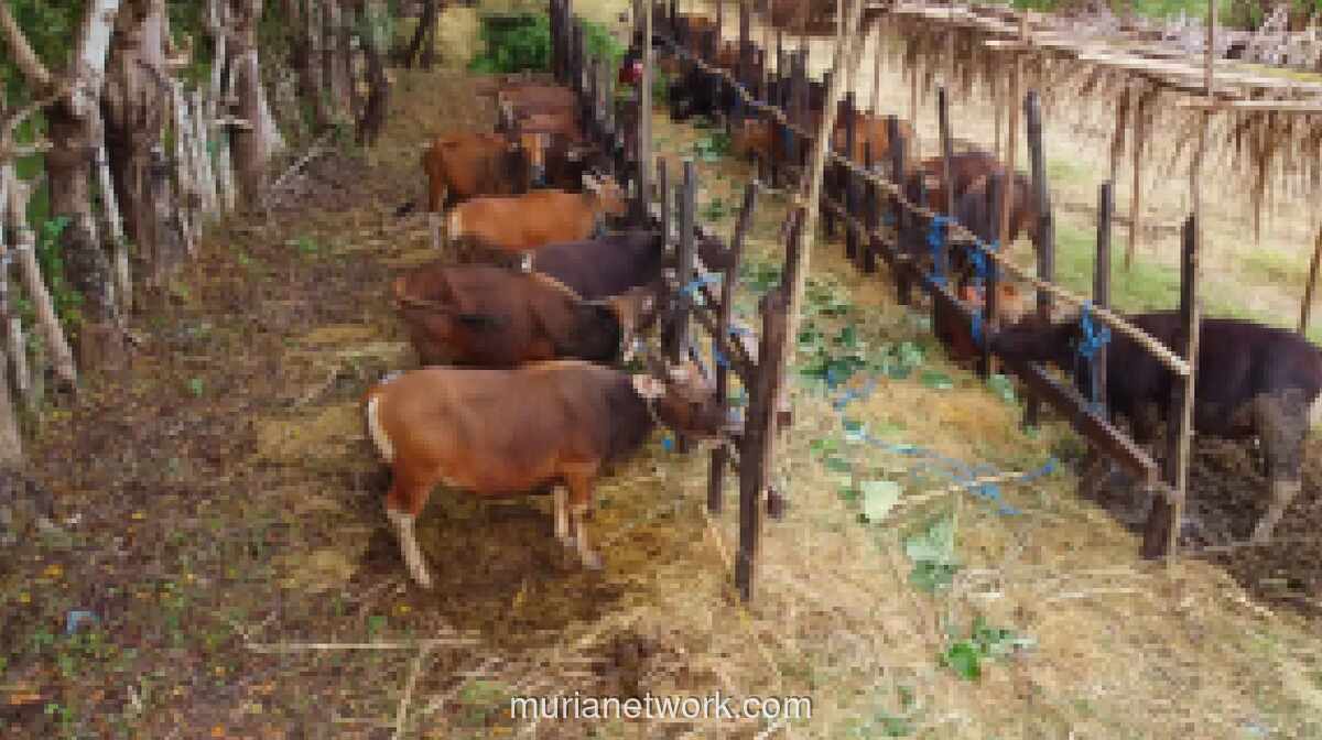 Human Initiative Luncurkan Flash Sale Qurban Rp1,7 Juta per Bagian Sapi, Fokus ke Indonesia Timur dan Afrika