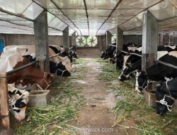 Brebes Siap Jadi Lokasi Peternakan Sapi Perah Terbesar, Targetkan 180 Ribu Ton Susu per Tahun