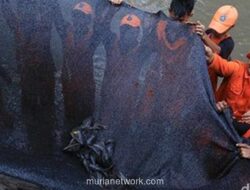 Pemprov DKI Tangkap 10,1 Ton Ikan Sapu-Sapu di Perairan Jakarta