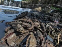 Gubernur DKI Gelar Rapat Khusus Tangani Ledakan Populasi Ikan Sapu-sapu