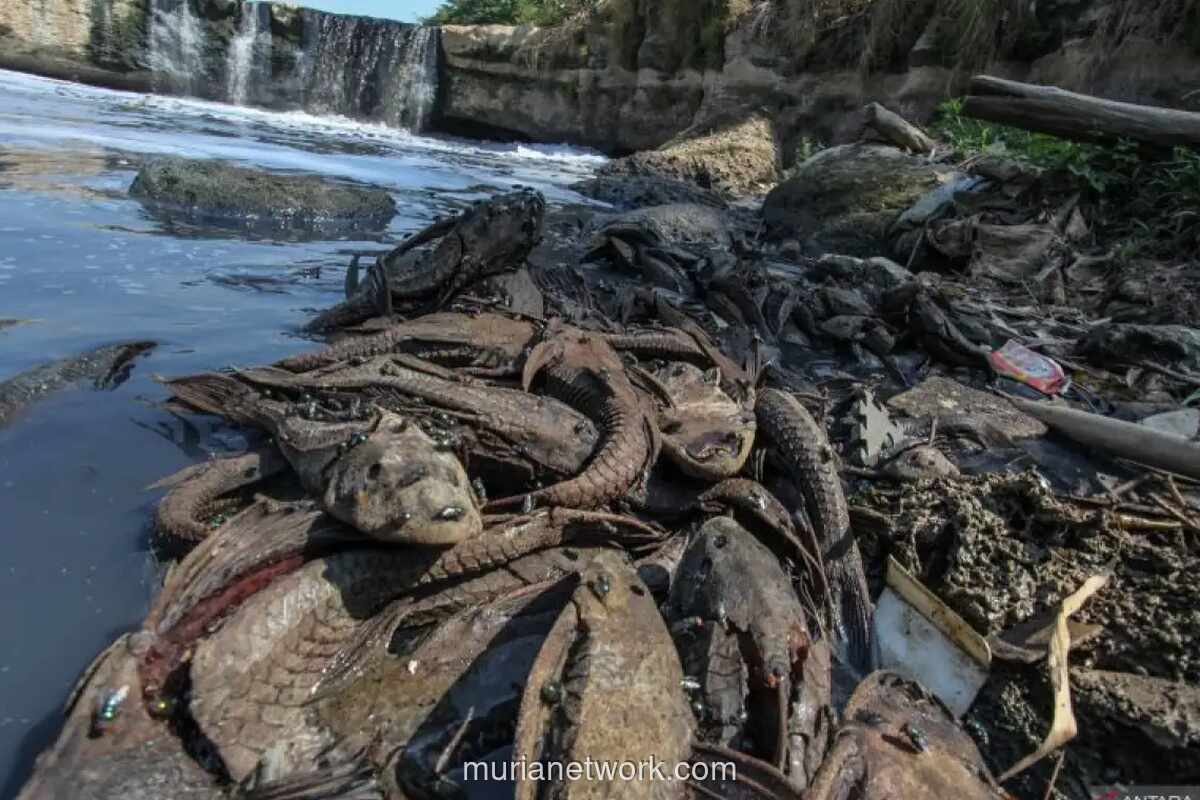 Gubernur DKI Gelar Rapat Khusus Tangani Ledakan Populasi Ikan Sapu-sapu