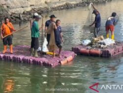 Jakarta Barat Kumpulkan 217 Kg Ikan Sapu-sapu, Transjakarta Rp1 Diserbu Warga