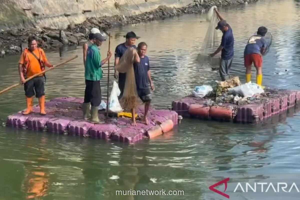 Jakarta Barat Kumpulkan 217 Kg Ikan Sapu-sapu, Transjakarta Rp1 Diserbu Warga