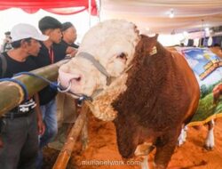 Gubernur Jateng Dorong Kontes Sapi Perah untuk Pacu Produksi Susu