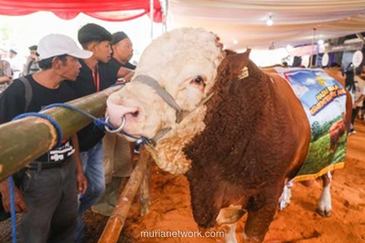 Gubernur Jateng Dorong Kontes Sapi Perah untuk Pacu Produksi Susu
