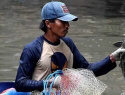 Pemerintah dan TNI Turun Tangan Tangkal Ledakan Populasi Ikan Sapu-sapu di Sungai Ciliwung
