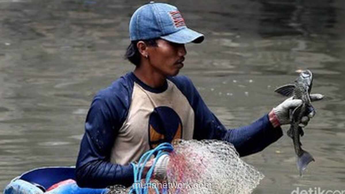 Pemerintah dan TNI Turun Tangan Tangkal Ledakan Populasi Ikan Sapu-sapu di Sungai Ciliwung