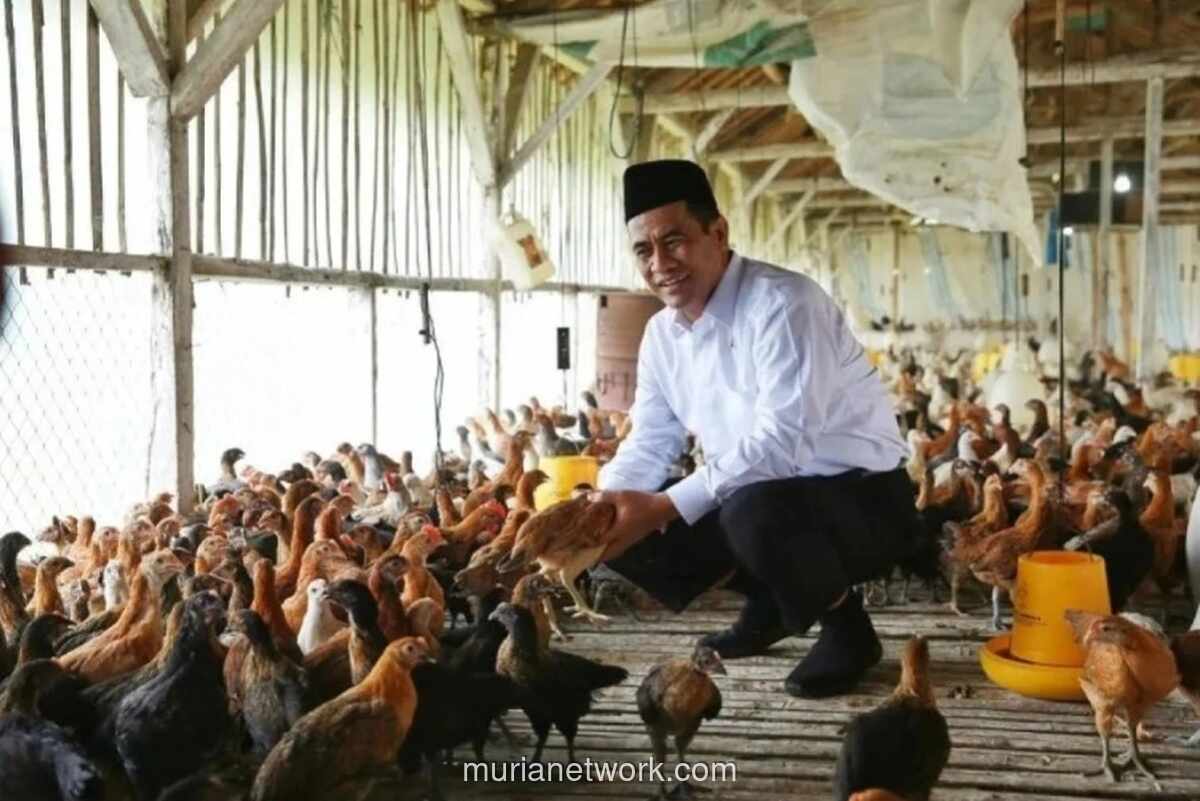 Ekspor Unggas Indonesia Tembus 545 Ton di Awal 2026