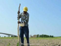 El Nino Godzilla Ancam Produksi Padi dan Jagung, Pakar UMY Peringatkan Krisis Pangan