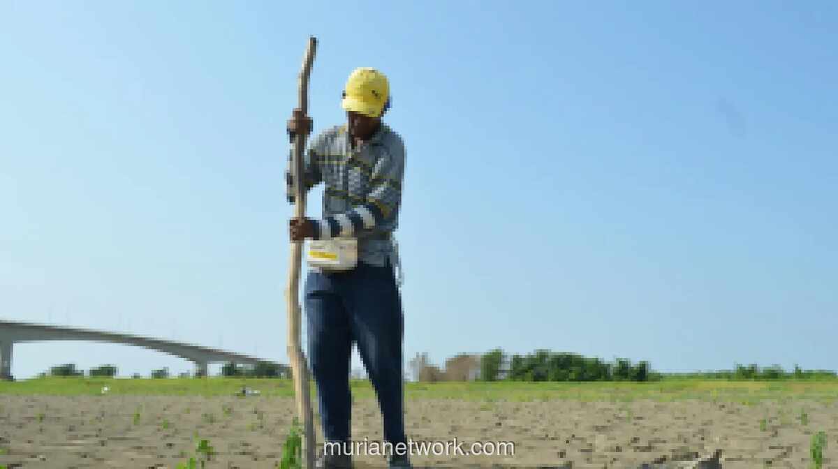 El Nino Godzilla Ancam Produksi Padi dan Jagung, Pakar UMY Peringatkan Krisis Pangan