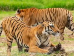 El Nino Picu Krisis Ekologis, Satwa Liar Terdesak Masuk ke Permukiman Warga