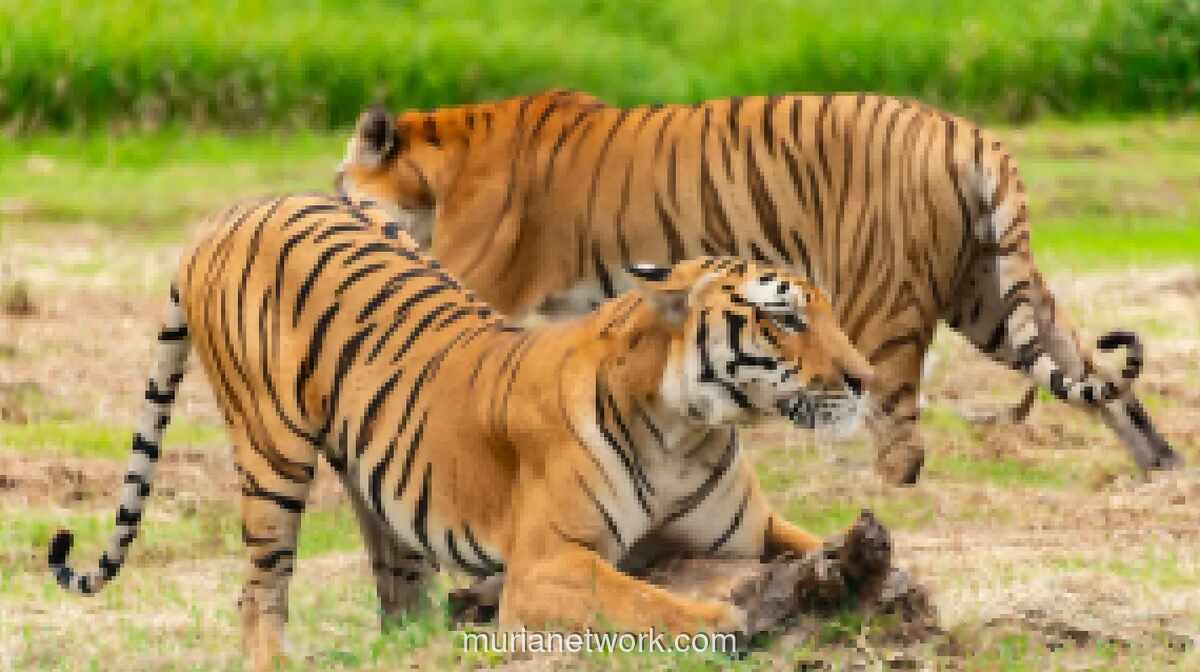 El Nino Picu Krisis Ekologis, Satwa Liar Terdesak Masuk ke Permukiman Warga