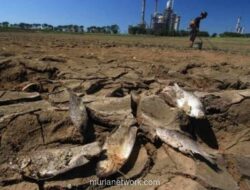 Pemerintah Klaim Stok Pangan Kuat Hadapi Ancaman El Nino Super