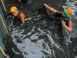 Pemprov DKI Musnahkan 68.800 Ekor Ikan Sapu-Sapu Beracun dari Perairan Ibu Kota