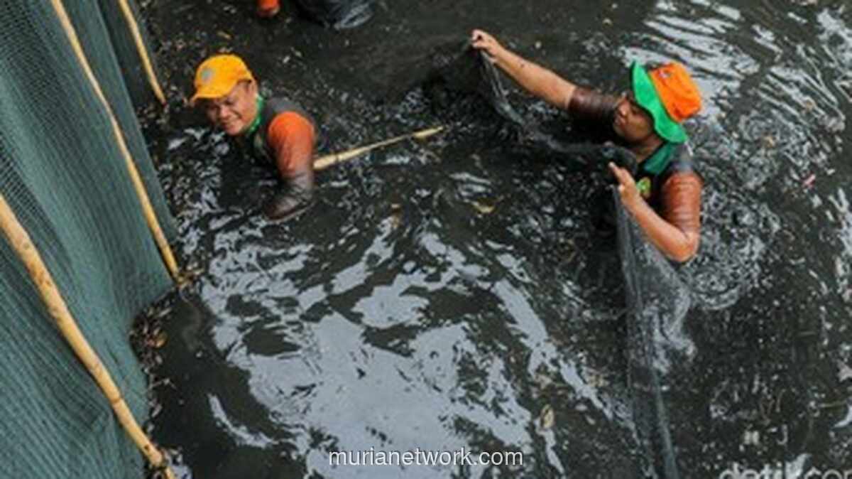 Pemprov DKI Musnahkan 68.800 Ekor Ikan Sapu-Sapu Beracun dari Perairan Ibu Kota