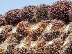 Harga CPO Anjlok 6% dalam Seminggu, Pasar Khawatir Produksi Musiman Kalahkan Permintaan