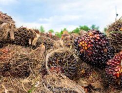Harga CPO Melemah Meski Stok Turun, Pasar Khawatir Produksi Lampaui Permintaan