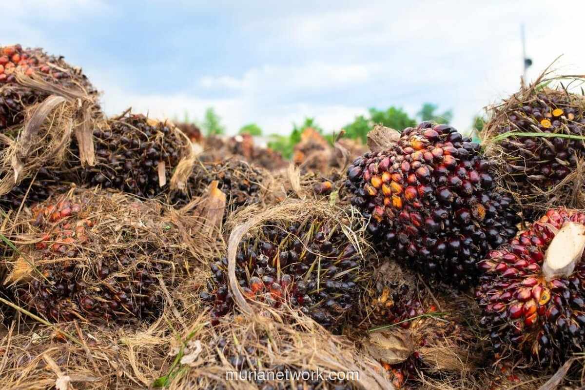 Harga CPO Melemah Meski Stok Turun, Pasar Khawatir Produksi Lampaui Permintaan