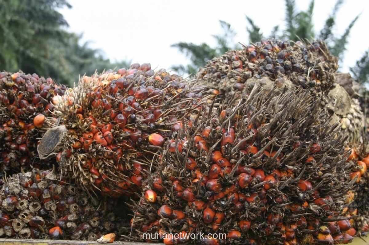Harga Minyak Sawit Malaysia Melemah, Dihantam Permintaan Lesu dan Anjloknya Harga Minyak Dunia