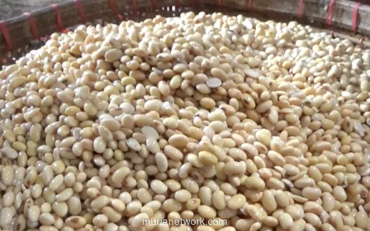 Pemerintah Pastikan Harga Kedelai Masih Sesuai Acuan, Ancaman Sanksi untuk Importir Bandel