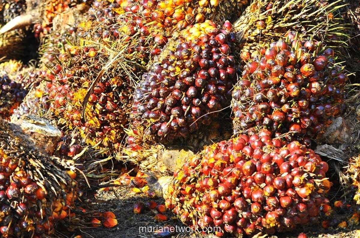 FAO Catat Kenaikan Harga Pangan Global Kedua Kalinya Berturut-turut, Didorong Konflik Timur Tengah