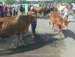 Harga Hewan Kurban di Bojonegoro Naik Rp1–3 Juta per Ekor Jelang Iduladha, Stok Aman