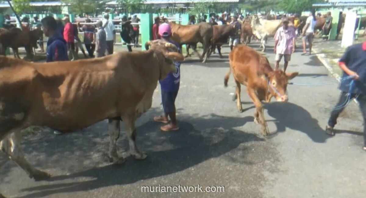 Harga Hewan Kurban di Bojonegoro Naik Rp1–3 Juta per Ekor Jelang Iduladha, Stok Aman