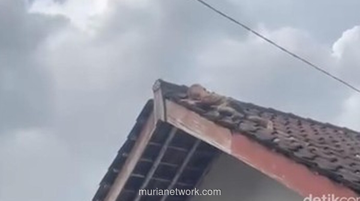 Balita 2 Tahun Merangkak di Atap Genteng, Warga Lombok Tengah Berhasil Selamatkan