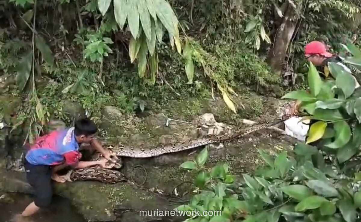 Damkar Mamuju Evakuasi Piton 6 Meter yang Memangsa Kambing Warga